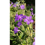 Pokok Bunga Ruellia PURPLE/Ruellia Nudiflora