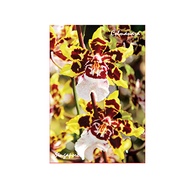 Metal Photo Magnet - Orchid