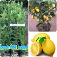Bibit Jeruk Lemon California Import