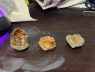 玻利維亞 Metacryphaeus sp. 結核三葉蟲化石