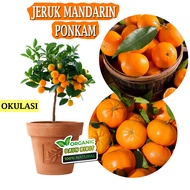 bibit jeruk ponkam mandarin 1 meter