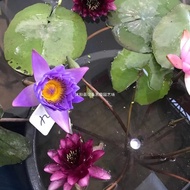 Packed Living Big Water Lily Root Block Water Lily Flower Root Hydroponic Plant Pond Potted Plant Fo