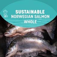 Dish The Fish Whole Norwegian Salmon (About 5Kg)