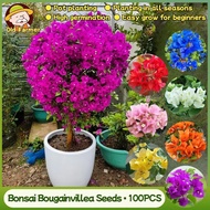 100% Original Bonsai Bougainvillea Seeds Mix Color Flower Seeds 100pcs Legit Dwarf Bougainvillea See