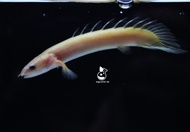 Ikan Palmas Albino/Ikan Naga | Ikan Hias Air Tawar