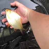 Jual ikan kaviat albino (ekor merah, mata merah) size super jumbo