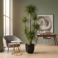 龍血樹 盆栽1.7m Drecaena Dragon Blood Tree 170cm Plant