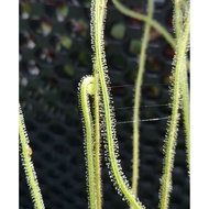 [Live Plant SUNDEW] Drosera filifomis / Drosera  tracyi  8cm pot