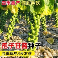 Spores Kale Seeds Four Seasons Four Seasons Vegetable Seeds Spores Kale Seeds Small Cabbage Cabbage 
