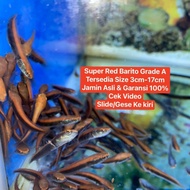 IKAN CHANA CHANNA MARU RED BARITO KALIMANTAN TENGAH ASLI 100%