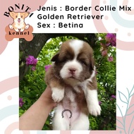 Border Collie Mix Golden Retriever Jantan Betina Anjing Golden Collie