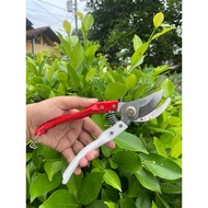 BONSAI SCISSORS - BRANCH SCISSORS - PRUNING SCISSORS - TWIG SCISSORS