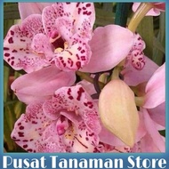 Seedling Anggrek Dendrobium Bunga Pink Princess - Tanaman Hias