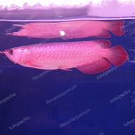 ikan arwana super red 18 cm bersertifikat 