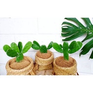 Ornamental plant cactus ladle opuntia indica