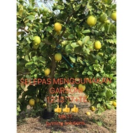 BAJA BUAH FRUITING FERTILIZER GARSONI 12:12:17+TE