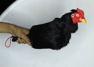 Boneka Ayam Aduan  Latihan Aduan  Boneka Ayam  latihan ayam barbel ayam  tas ayam
