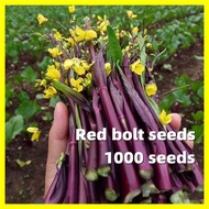Red Bolt Seeds - 1000 Seeds Rare Red Bolt Veggies Seeds for Sale Brassica Parachinensis Plants Seeds for Planting Vegetables High Yield Bonsai Seeds Vegetable Plants Seeds for Gardening Seedlings Vegetable Live Plants for Sale Plant Pots Mayana Plants