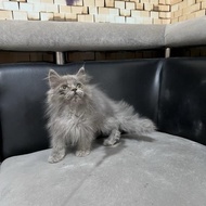[JYHB] - Terlaris Anak Kucing Kucing Persia Betina Super Gondrong |