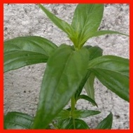 ❏ Serpentina Seeds 50 Pieces