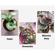 Begonia/ Maurice Amy/ Fedor/ Fireworks/brevirimosa Irmsch./ begonia rare/ live Indoor Plant/Outdoor 