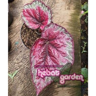 begonia pelangi merah - begonia rex raspberry torte gelsdi 6649el