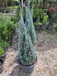 ต้นสนบูล Chamaecyparis lawsoniana / Lawson cypress Port Orford cedar ไม้ประดับ สีแปลกตา ต้นสูง80cm จ