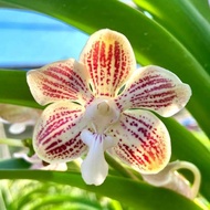 Anggrek Vanda Jennae | Vanda Dewasa | Vanda Bunga Cantik