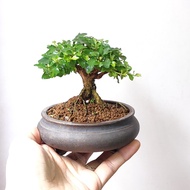 矮霸) 日本芝麻香楓 葉有芝麻香味 精品老樁 香楓 楓葉 原生 老樁  種定 掌上盆景 連 花盆 plant  Bonsai tree 植物 盆栽 Japanese  maple tree 楓葉 楓樹