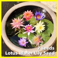 เมล็ดพันธุ์ ดอกบัวน้ำ Mini Lotus Water Lily Seed - บรรจุ 2 เมล็ด Random Color Lotus Water Lily Seed Flower Seeds for Hydroponics Indoor Live Plants บอนสี บอนไซ บัวแคระ เมล็ดดอกไ เมล็ดดอกไม้ บอนสีราคาถูก เมล็ดบอนสี เมล็ดบัว คละสี นำเข้า บัวนอก บัวจิ๋ว