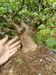 Bonsai Hokiantea bunga bahan ukuran medium prospek