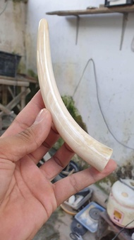 iga duyung bulat pucuk original