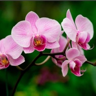 bibit anggrek bulan remaja phalaenopsis 