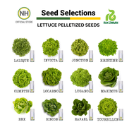 Rijk Zwaan Lettuce Pelletized 100 &amp; 1000 Seeds | Nutrihydro