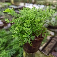 No CO2 Water Plants miniature setups Aquarium landscape live water plant/Tumbuhan akuatik /Breeding 