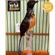 Promo Burung Murai Batu Medan Ring Apbn Promo Murah