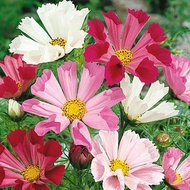 BIJI BENIH BUNGA COSMOS SEA SHELLS(10 SEEDS)
