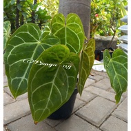 tanaman hias kuping gajah / anthurium crystallium / tanaman indoor - pot hitam