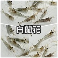 【汛潽】白蘭花 蘇蝦  🦐觀賞蝦