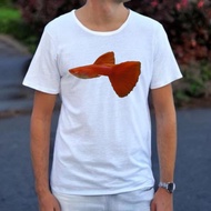 Guppy Albino Full Red / AFR