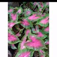 keladi merah caladium plorida pink caladium pink bursht caladium bicol