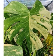 📣📣Free Shipping🚚 Monstera Thai Constellation Selected High Variegation Big Stem Top Cut