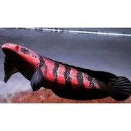 original ikan predator fish channa red barito asli red bergaransi