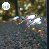 Endler Silverado