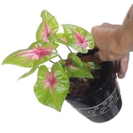 Caladium Green in Ceramic Pot