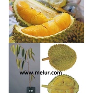 ANOR - Durian D24 Grafted sapling- Anak Pokok Durian D24 (Bukit Merah ) (Kahwin)