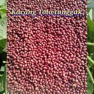 benih biji kacang Tolo/kacang tunggak (1 kg)