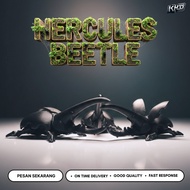 Artistic Beetle Display Aesthetic Home Decoration | Unique Beetle-Shaped Wall & Table Decorations | 