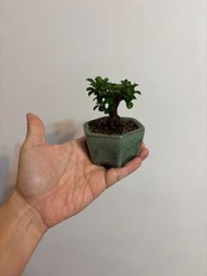 日本長壽梅🫶🏻掌上小小盆點綴生活😊😊 $250歡迎查詢帶回家  （🙏🏻請支持本土🇭🇰初創小店，按一下Like ）