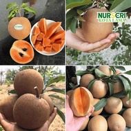 🔥HYBRID🔥 POKOK CIKU MEGA (CM19) / Sapote Tree / Soap Apple / Sapodilla / Manilkara Zapota / Live Pla